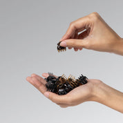 Black & Tort Micro Cloud Clip 16pc Set